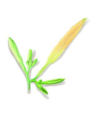 萱草花和黄花菜是一个东西吗，十种阴气重的花（厦门一绿化带大花萱草被摘走）