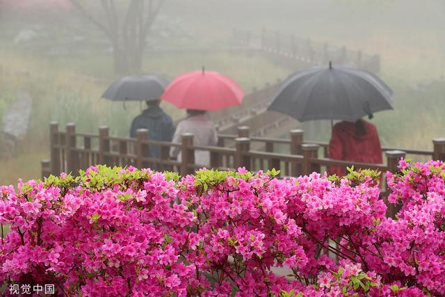 雨天赏花发朋友圈的简短一句话，赏花发朋友圈的简短一句话秋天（韩国和顺郡民众雨中赏花徜徉杜鹃花海）