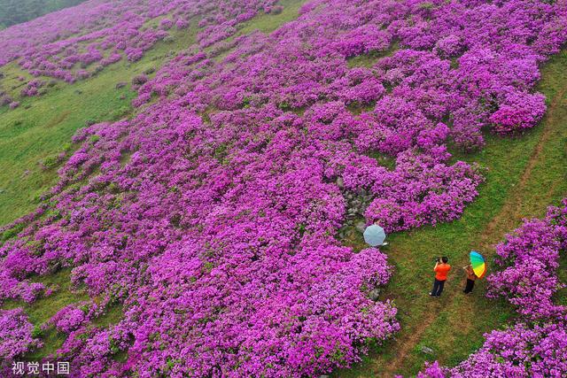 雨天赏花发朋友圈的简短一句话，赏花发朋友圈的简短一句话秋天（韩国和顺郡民众雨中赏花徜徉杜鹃花海）