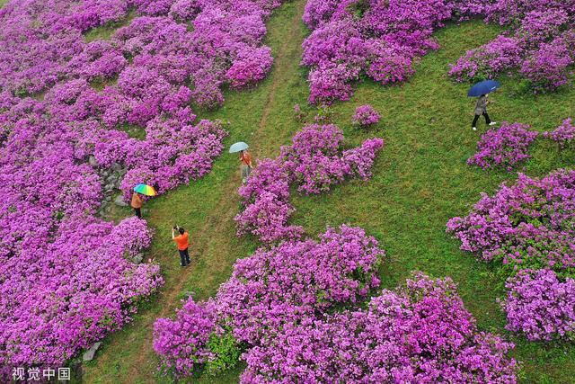 雨天赏花发朋友圈的简短一句话，赏花发朋友圈的简短一句话秋天（韩国和顺郡民众雨中赏花徜徉杜鹃花海）