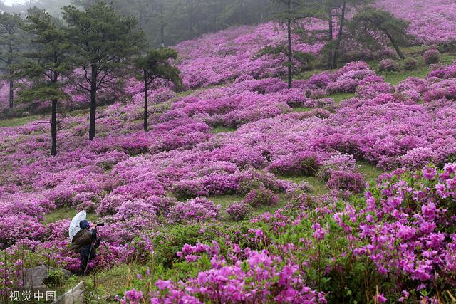 雨天赏花发朋友圈的简短一句话，赏花发朋友圈的简短一句话秋天（韩国和顺郡民众雨中赏花徜徉杜鹃花海）