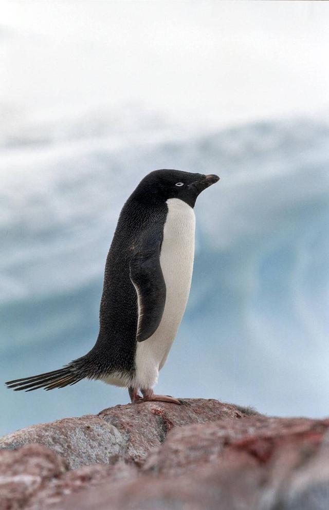 2,世界企鹅日:这些企鹅风靡全球,你知道它们真正的名字吗