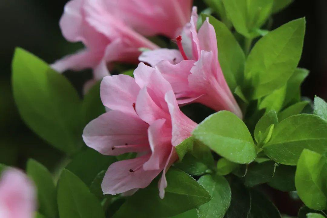 叶子就带你走近杜鹃你想知道的都在这里~number1杜鹃杜鹃,又名映山红