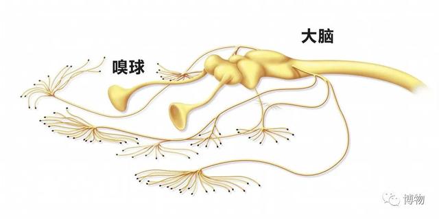 鲨鱼用什么呼吸，鲨鱼用什么呼吸器官（鲨鱼真的能闻到几公里外的一滴血吗）