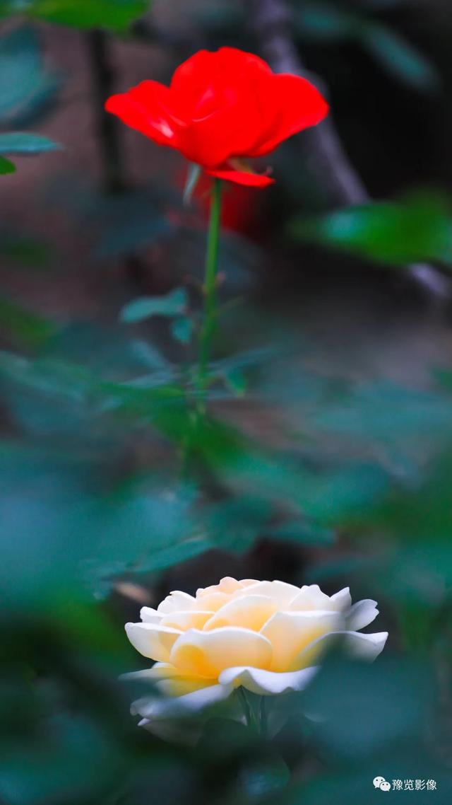 郑州市花是什么花，郑州的市花是啥（快来看，市花月季开了）