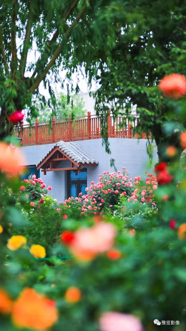 郑州市花是什么花，郑州的市花是啥（快来看，市花月季开了）