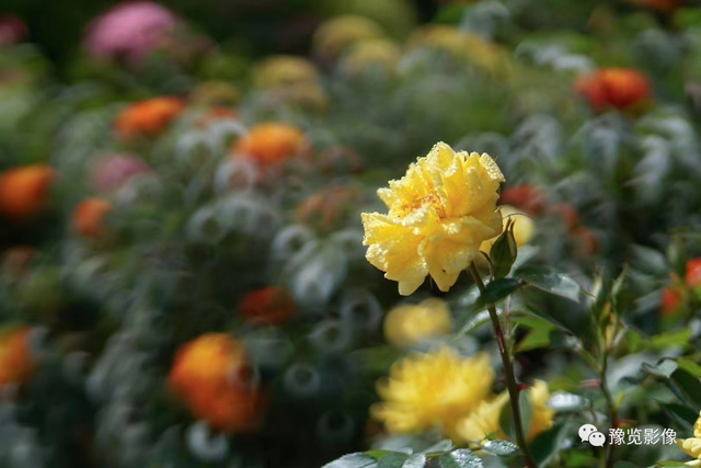 郑州市花是什么花，郑州的市花是啥（快来看，市花月季开了）