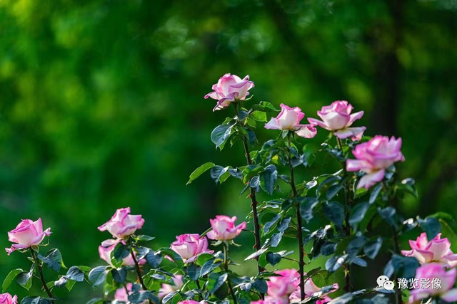 郑州市花是什么花，郑州的市花是啥（快来看，市花月季开了）