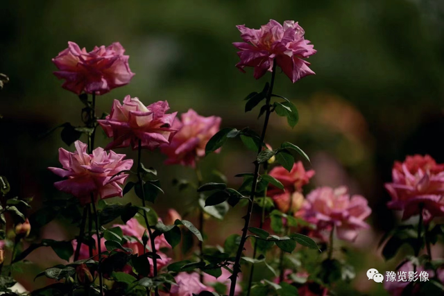 郑州市花是什么花，郑州的市花是啥（快来看，市花月季开了）