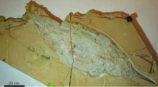 比蓝鲸大的史前生物，阿尔卑斯山发现2.05亿年前巨兽
