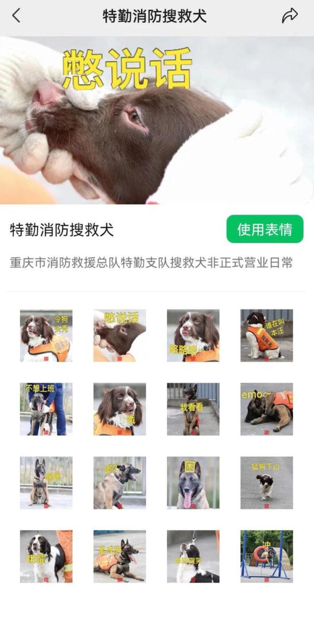 狗狗表情包/快回我消息，微信头像，狗狗表情包/快回我消息（一组萌萌的“搜救犬表情包”送给你）