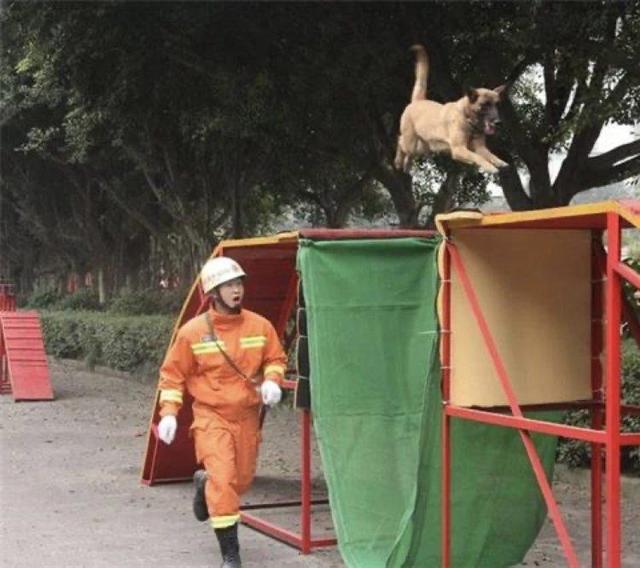 狗狗表情包/快回我消息，微信头像，狗狗表情包/快回我消息（一组萌萌的“搜救犬表情包”送给你）