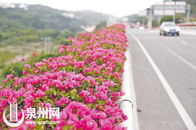 三角梅花语大全，三角梅的花语和象征（三角梅：含蕊红三叶）