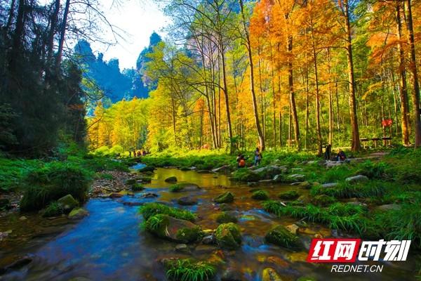 张家界旅游线路，张家界旅游自由行最佳路线图（这么近·那么美丨“五一”张家界四大景区免票）