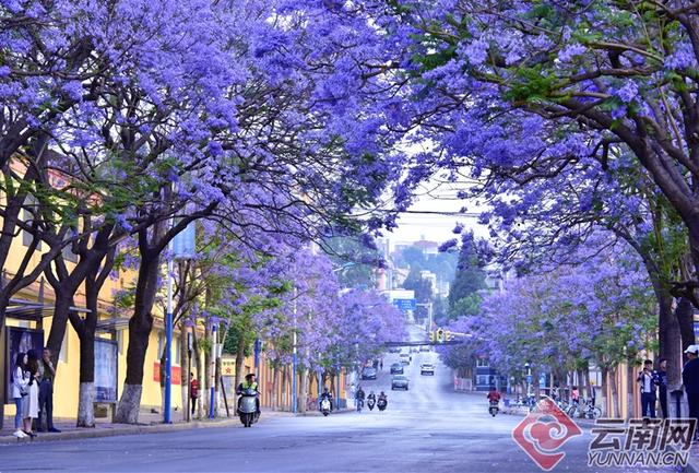 蓝花楹的寓意和象征，蓝花楹的寓意和象征（蓝花楹的养殖方法和注意事项）