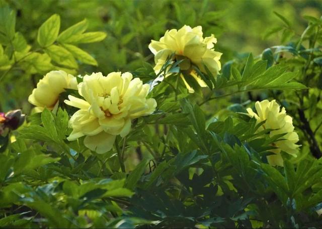 牡丹花什么时候开花，牡丹花是什么时候开的（“云赏”伊藤牡丹来一波吧）