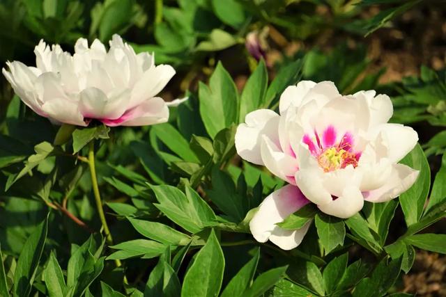 牡丹花什么时候开花，牡丹花是什么时候开的（“云赏”伊藤牡丹来一波吧）
