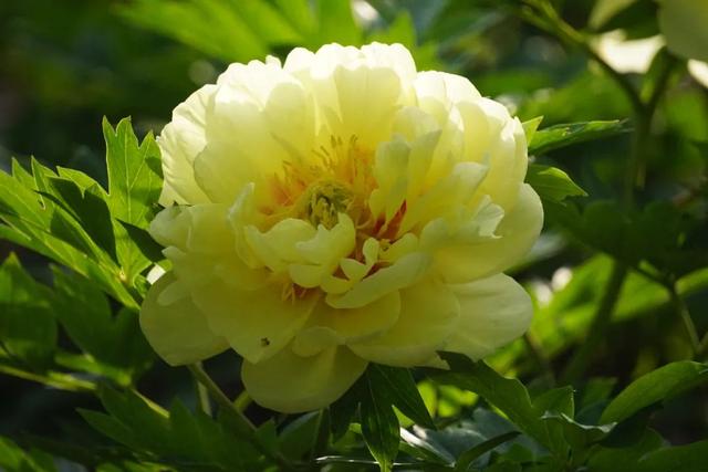 牡丹花什么时候开花，牡丹花是什么时候开的（“云赏”伊藤牡丹来一波吧）
