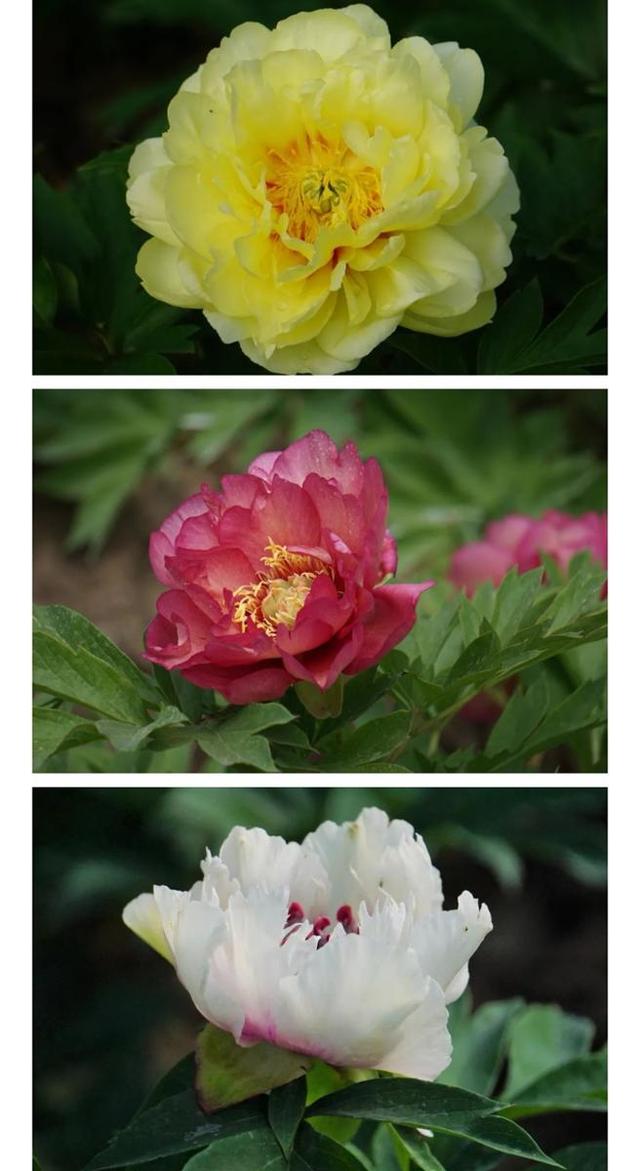 牡丹花什么时候开花，牡丹花是什么时候开的（“云赏”伊藤牡丹来一波吧）