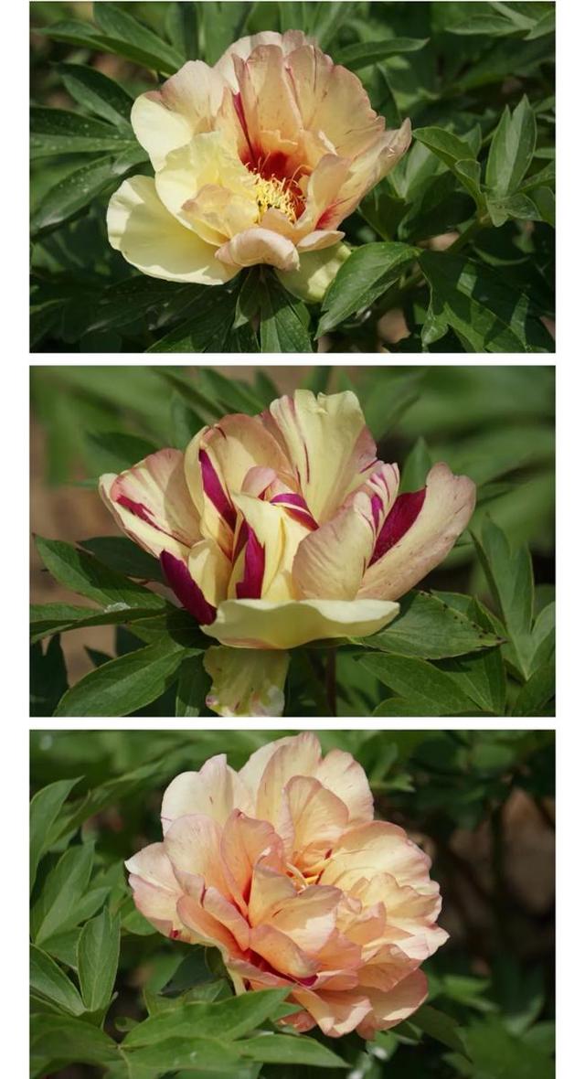 牡丹花什么时候开花，牡丹花是什么时候开的（“云赏”伊藤牡丹来一波吧）