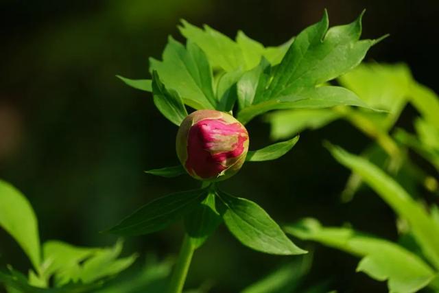 牡丹花什么时候开花，牡丹花是什么时候开的（“云赏”伊藤牡丹来一波吧）