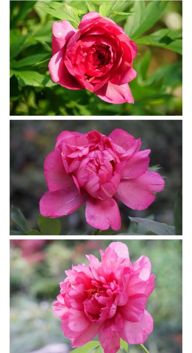 牡丹花什么时候开花，牡丹花是什么时候开的（“云赏”伊藤牡丹来一波吧）