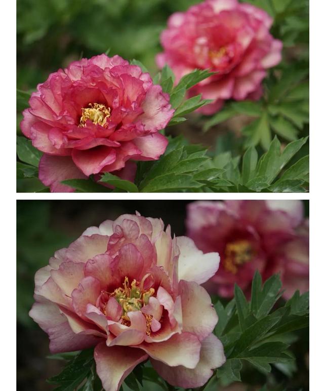 牡丹花什么时候开花，牡丹花是什么时候开的（“云赏”伊藤牡丹来一波吧）