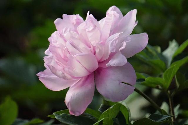牡丹花什么时候开花，牡丹花是什么时候开的（“云赏”伊藤牡丹来一波吧）
