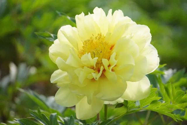 牡丹花什么时候开花，牡丹花是什么时候开的（“云赏”伊藤牡丹来一波吧）
