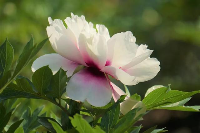 牡丹花什么时候开花，牡丹花是什么时候开的（“云赏”伊藤牡丹来一波吧）