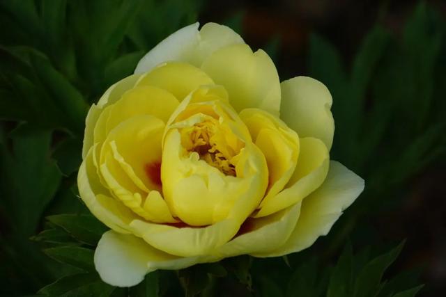 牡丹花什么时候开花，牡丹花是什么时候开的（“云赏”伊藤牡丹来一波吧）
