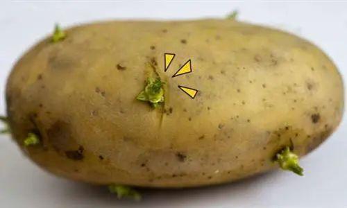 土豆发芽了还能吃，土豆发芽之后还能不能吃（马铃薯发芽了还能继续食用吗）