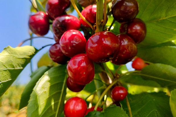 车厘子成熟的季节是几月，车厘子什么季节吃（云南陆良：芳华车厘子熟了）