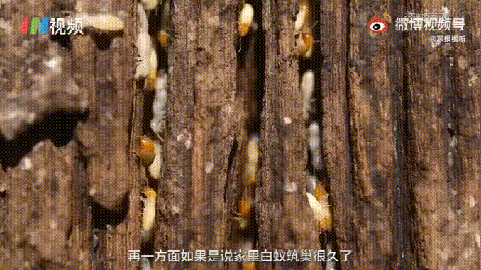 白蚁是什么样子，白蚁是什么样子的图片大全（掌握5招让它们退）