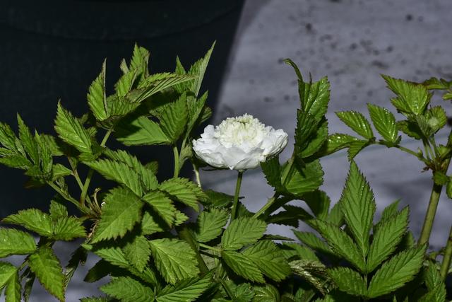 荼靡是什么意思，陌路荼靡是什么意思（荼蘼原来是宋人心底的白月光）