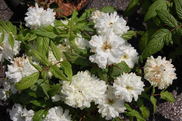 荼靡是什么意思，陌路荼靡是什么意思（荼蘼原来是宋人心底的白月光）