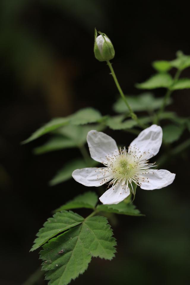 荼靡是什么意思，陌路荼靡是什么意思（荼蘼原来是宋人心底的白月光）