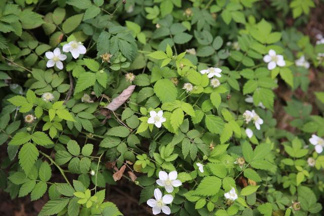 荼靡是什么意思，陌路荼靡是什么意思（荼蘼原来是宋人心底的白月光）