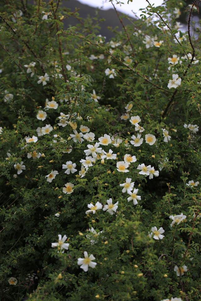 荼靡是什么意思，陌路荼靡是什么意思（荼蘼原来是宋人心底的白月光）