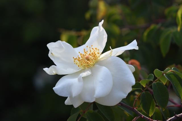 荼靡是什么意思，陌路荼靡是什么意思（荼蘼原来是宋人心底的白月光）