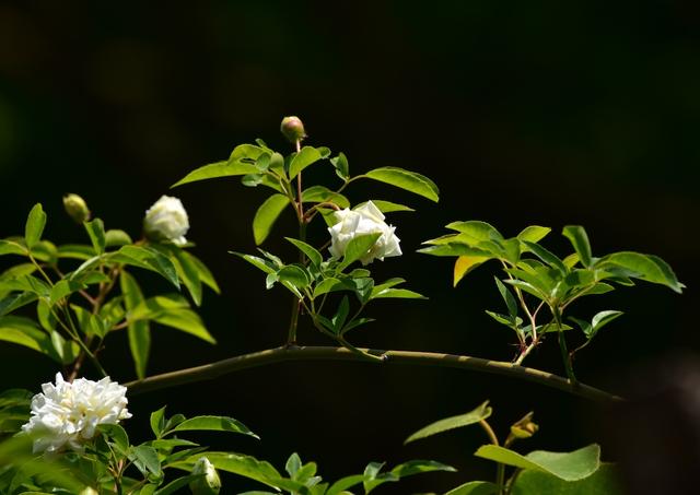荼靡是什么意思，陌路荼靡是什么意思（荼蘼原来是宋人心底的白月光）