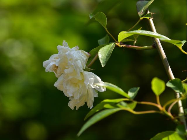 荼靡是什么意思，陌路荼靡是什么意思（荼蘼原来是宋人心底的白月光）