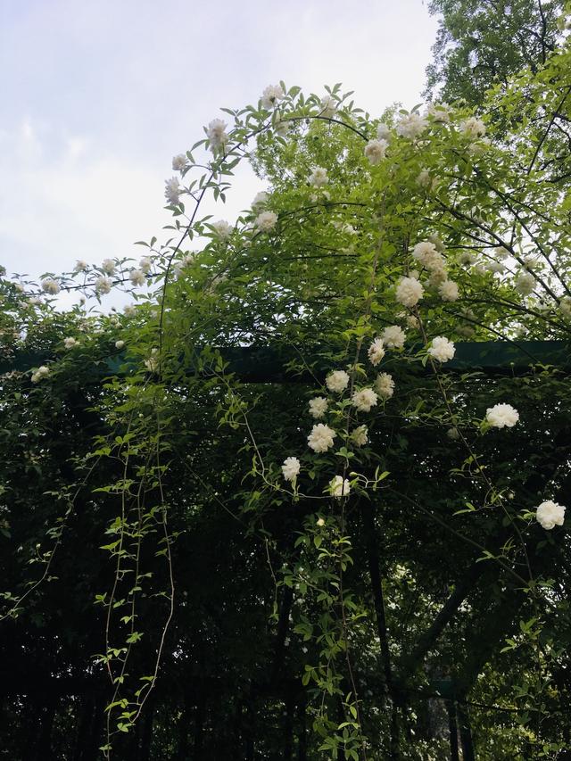 荼靡是什么意思，陌路荼靡是什么意思（荼蘼原来是宋人心底的白月光）