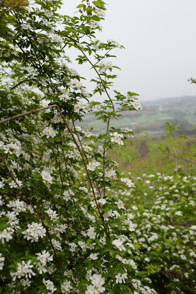 荼靡是什么意思，陌路荼靡是什么意思（荼蘼原来是宋人心底的白月光）