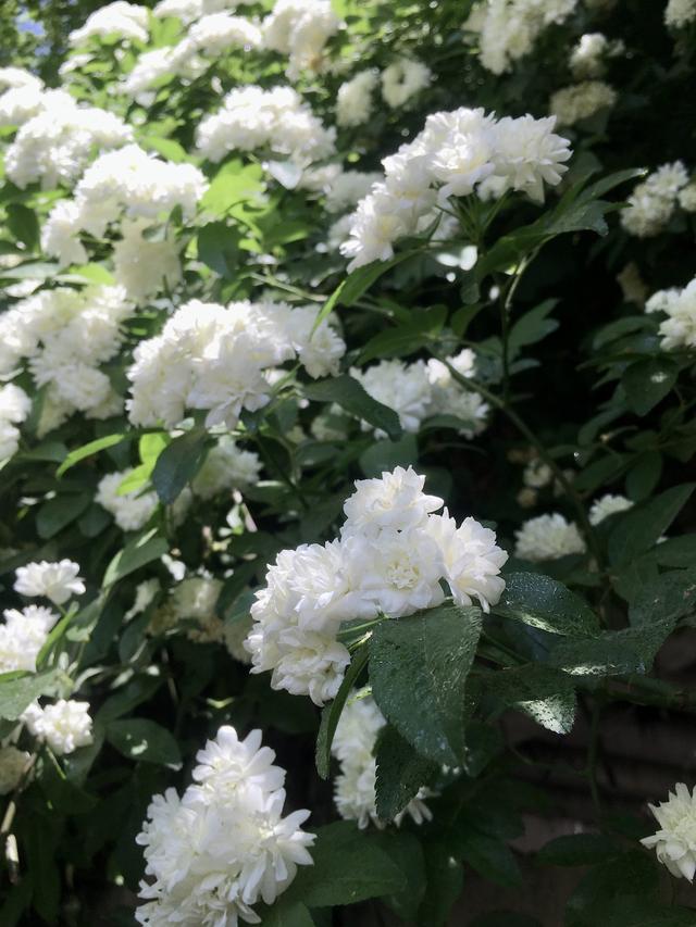 荼靡是什么意思，陌路荼靡是什么意思（荼蘼原来是宋人心底的白月光）