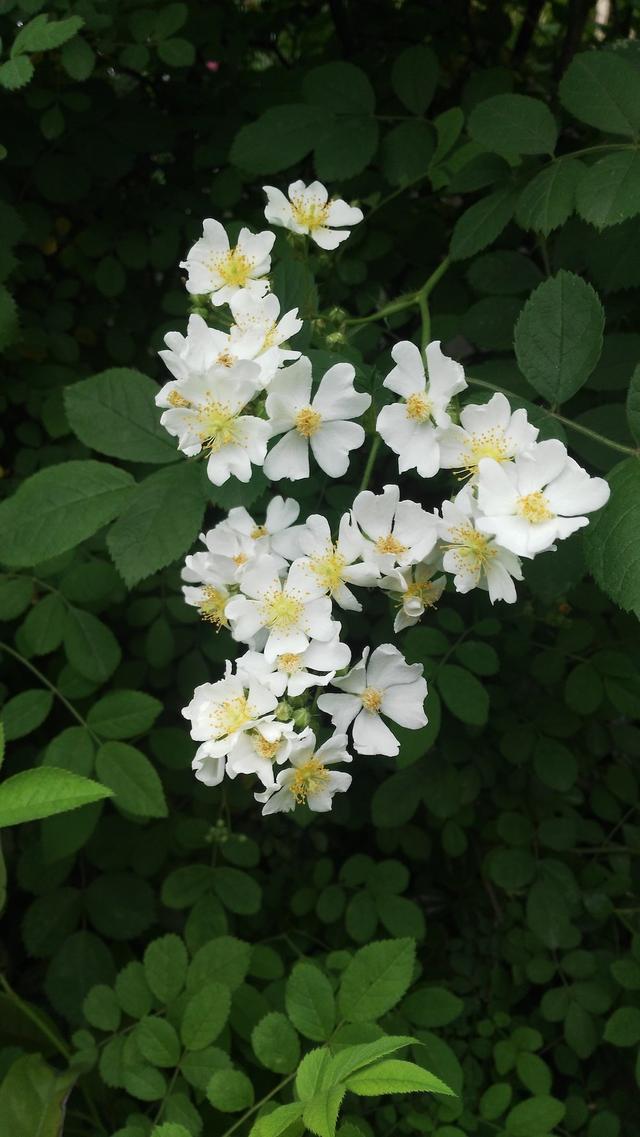 荼靡是什么意思，陌路荼靡是什么意思（荼蘼原来是宋人心底的白月光）