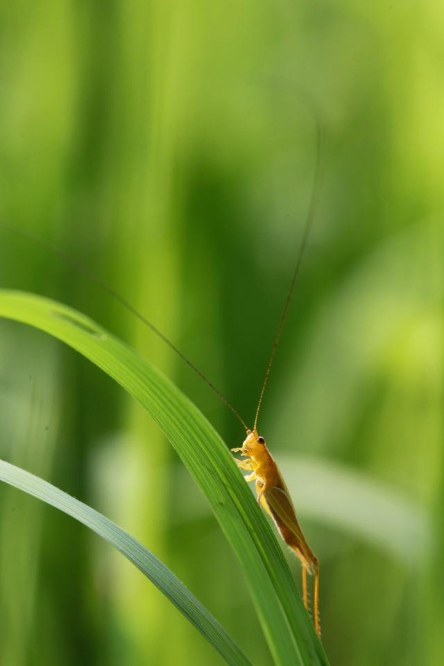 立夏图片，立夏图片2022（<新华全媒+>微视界——立夏）