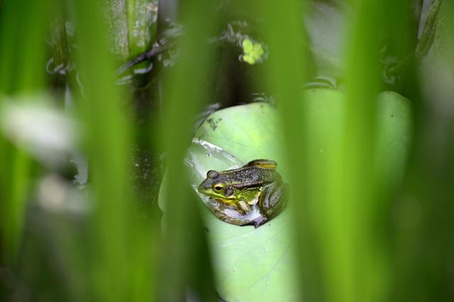 立夏图片，立夏图片2022（<新华全媒+>微视界——立夏）