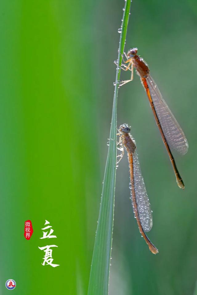 立夏的图片,立夏(立夏是几月几日)_犇涌向乾
