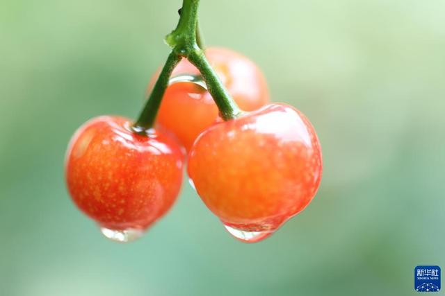 今年是第几个五四青年节，2021年是54青年节多少周年（节气里的中国丨立夏来了）